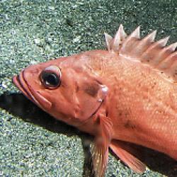 Marine Ecology and Stock Assessment Program-bio image.jpg