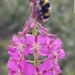 bumble bee on fireweed
