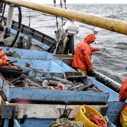 observers checking catch on fishing vessel
