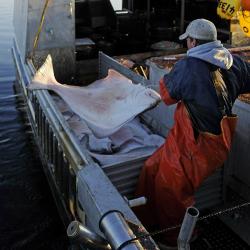 fisher person hauling halibut on board a boat