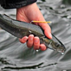 Recruitment, Energetics, and Coastal Assessment Program-bio.jpg