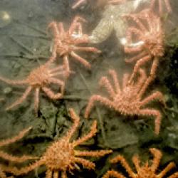Shellfish Assessment Program-bio.jpg