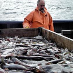 Status of Stocks and Multispecies Assessment Program-bio.jpg