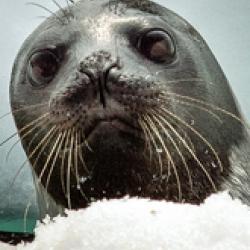 The Polar Ecosystems Program-bio.jpg