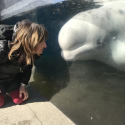 Verena Gill looking at beluga in a tank