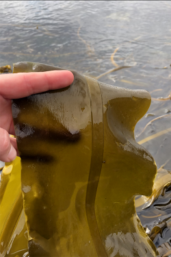 Wild kelp bed in Kodiak, Alaska.
