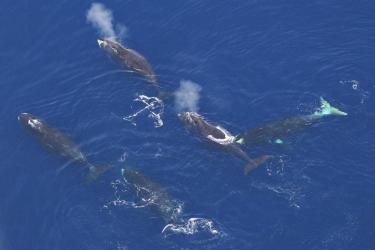 Photo of five bowhead whales at waters surface.