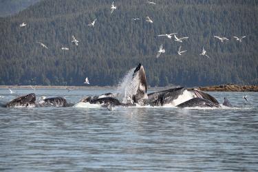 Humpback whales bubble net feeding in Southeast Alaska.