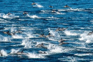 A pod of long-beaked common dolphins is seen jumping over the surface of the ocean.