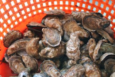 An orange, plastic basket full of oysters.