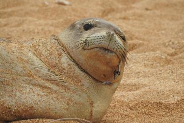 Hawaiian monk seal RKA6 laying on beach with a hook in its mouth
