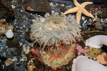 A bird’s eye view photo of a Christmas anemone at the Kodiak Lab touch tank.