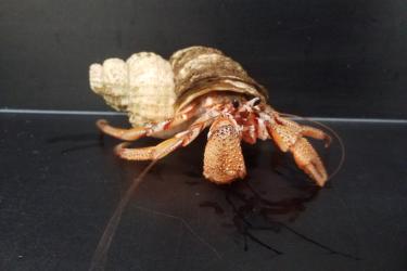 Photo of a Black Eyed Hermit crab on a lab countertop - with claws, legs and eyes extended from its shell.