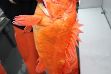 Rockfish popping eyes