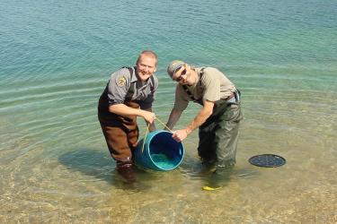 NWFSC scientist on left releasing a mature captive sockeye into Redfish Lake for volitional spawning. Pictured with Jeff Heindel (left), an Idaho Department of Fish and Game employee.