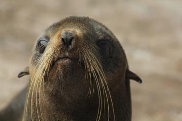 Photo of a female northern fur seal's face and whiskers.