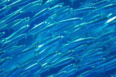 School of pacific sardine
