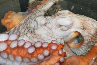 Close up photo of Pi, Kodiak lab's giant Pacific octopus showing white coloring and suction cups.