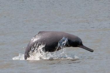 Dolphin jumping out of water