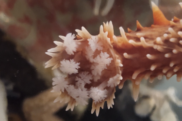 Close up photo of a California Sea Cucumber displaying feeding appendages.