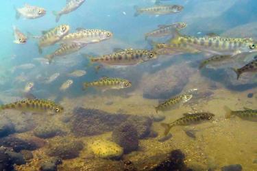 Juvenile Chinook salmon 