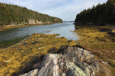 Salt Marsh and Coastal Rocky Island, Malaga Island, Maine