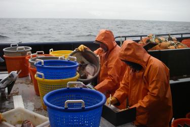 Photo of scientists sorting and measuring fish from baskets on a boat deck.
