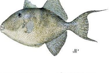 Grey triggerfish