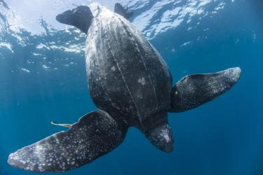 Tortuga laúd en las Islas Kei