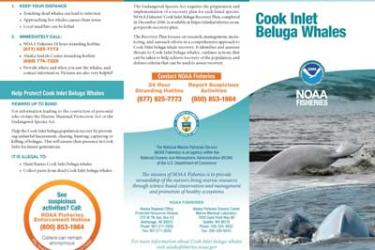 Cook Inlet Beluga Whales brochure thumbnail