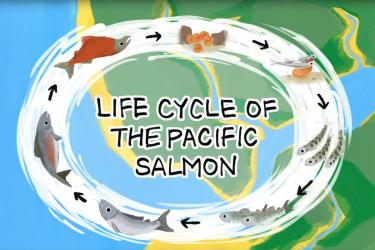 Title image for Life Cycle of the Pacific Salmon animation