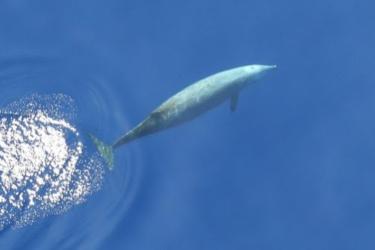 A Cuvier’s beaked whale (Ziphius cavirostris) cruises just under the surface after having taken a breath.
