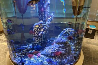Photo of a large cylindrical aquarium with fish, sea stars, rocks and artificial kelp.