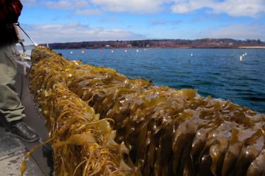 An aquaculture worker on a boat pulls long dropper ropes of sea kelp from the water.