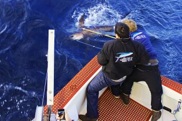 Overhead photo of researchers tagging a swordfish off the bow of a boat