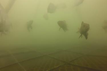 A group of small fish are visible through somewhat turbid water above the top of a metal oyster cage.