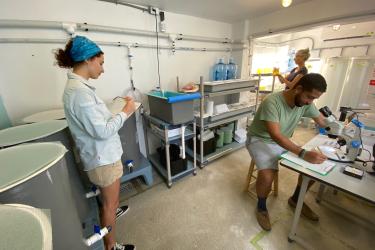 Three queen conch researchers working inside the Naguabo Queen Conch Hatchery in Puerto Rico