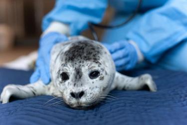 Photo of Stranded Harbor Seal Pup