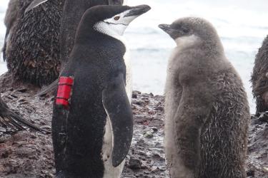 Penguin with chinstrap camera