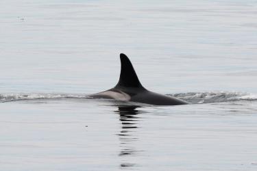 Killer whale at sea