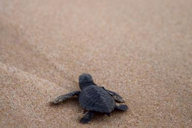 Sea turtle hatchling on beach.