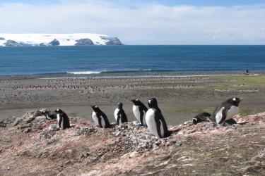 Penguins 