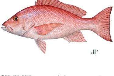 Red snapper picture