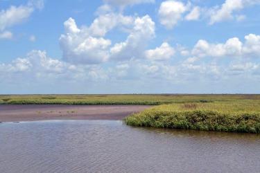 Green wetlands with a blue sky overhead