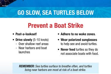 Safe boating around Hawaii sea turtles poster