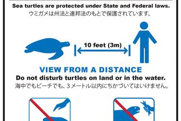 Hawaiian green sea turtle regulatory signage