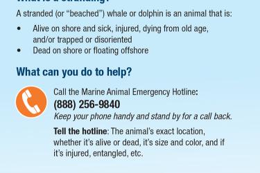 Marine mammal stranding faq rack card