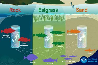 Infographic of rock, eelgrass, and sandy underwater habitats with multiple fish species and DNA strands connected by arrows - created by Rebecca White, Alaska Fisheries Science Center, NOAA Fisheries