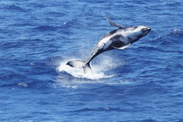 A humpback whale calf breaches in the waters off Hawaii