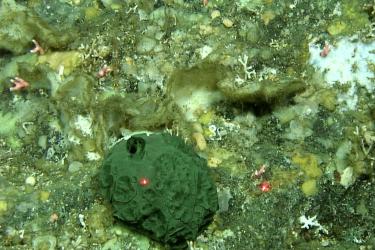 A Latrunculia austini sponge is measured by red laser dots.